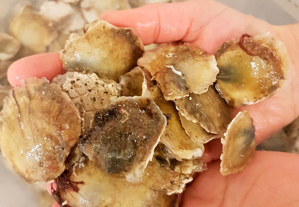 IV.-Existing shellfish species: oysters and mussels