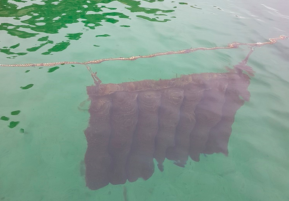 IV.-Existing shellfish species: oysters and mussels