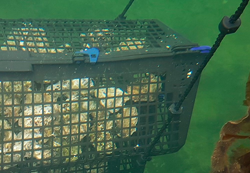 IV.-Existing shellfish species: oysters and mussels