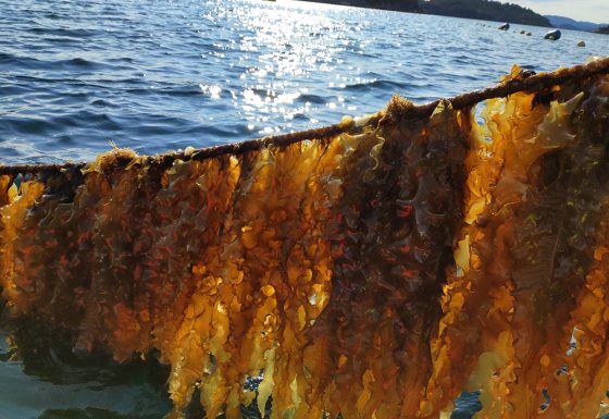 I.-Macroalgal production