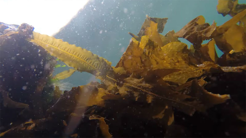 I.-Macroalgal production