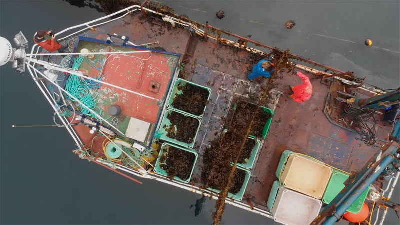 I.-Macroalgal production