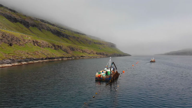 I.-Macroalgal production