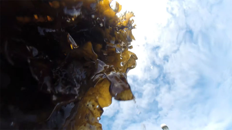 I.-Macroalgal production