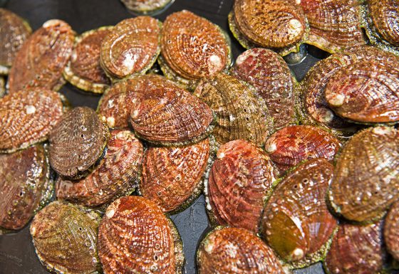 II.-Integrated Multi-Trophic Aquaculture (IMTA): land-based and sea-based, new species and systems