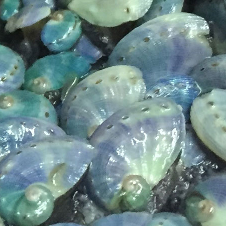 II.-Integrated Multi-Trophic Aquaculture (IMTA): land-based and sea-based, new species and systems