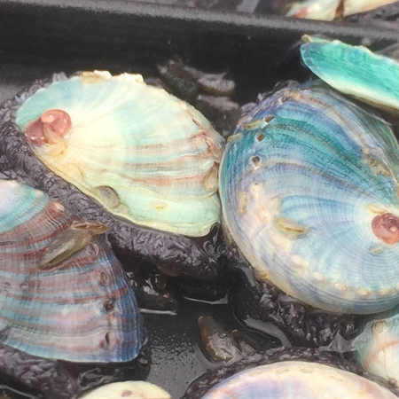 II.-Integrated Multi-Trophic Aquaculture (IMTA): land-based and sea-based, new species and systems