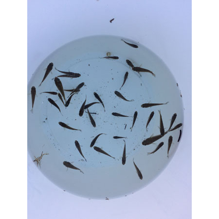 II.-Integrated Multi-Trophic Aquaculture (IMTA): land-based and sea-based, new species and systems