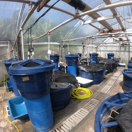 II.-Integrated Multi-Trophic Aquaculture (IMTA): land-based and sea-based, new species and systems