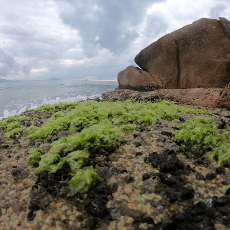 II.-Integrated Multi-Trophic Aquaculture (IMTA): land-based and sea-based, new species and systems