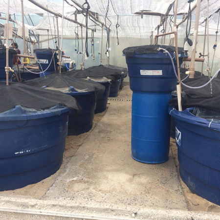 II.-Integrated Multi-Trophic Aquaculture (IMTA): land-based and sea-based, new species and systems