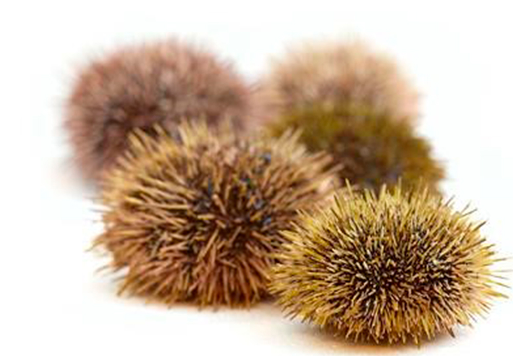 III.-New echinoderm species: sea urchins and sea cucumbers