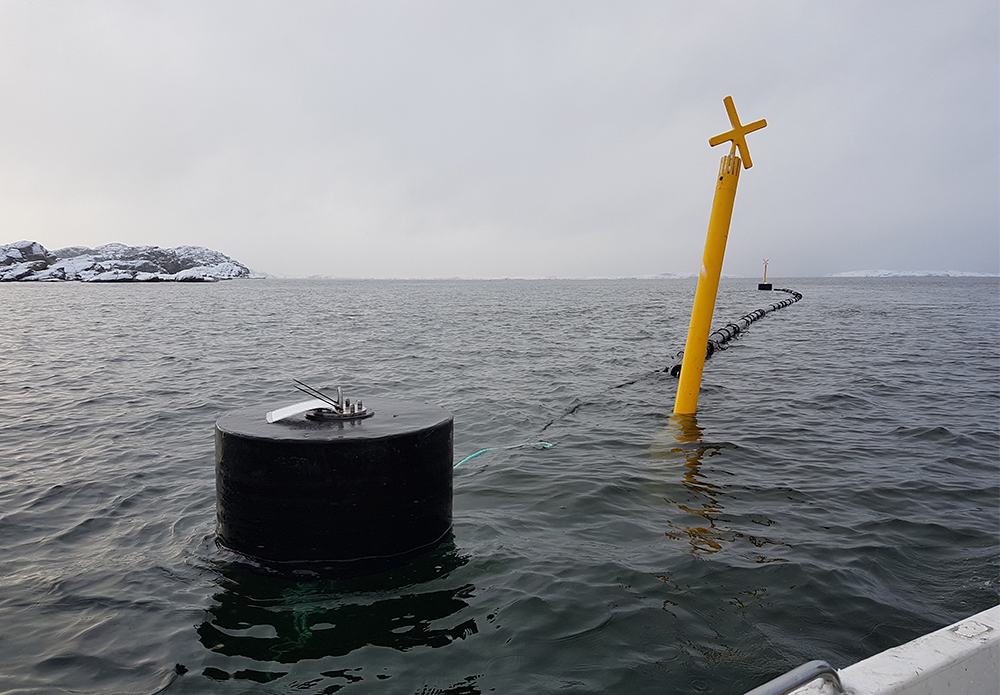 IV.-Existing shellfish species: oysters and mussels