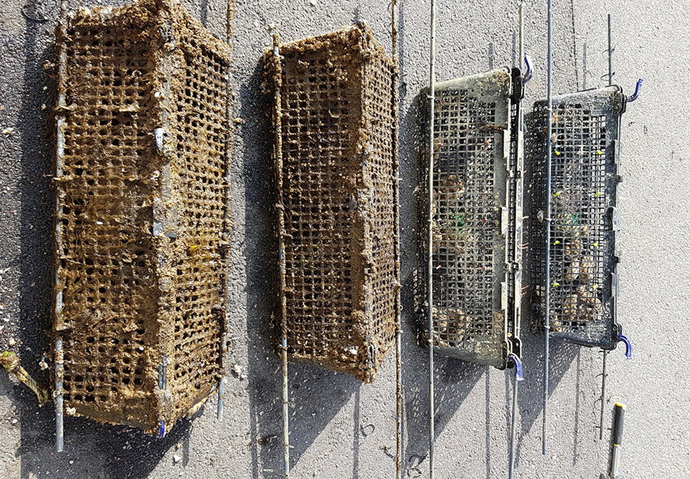 IV.-Existing shellfish species: oysters and mussels