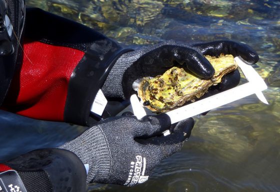 IV.-Existing shellfish species: oysters and mussels