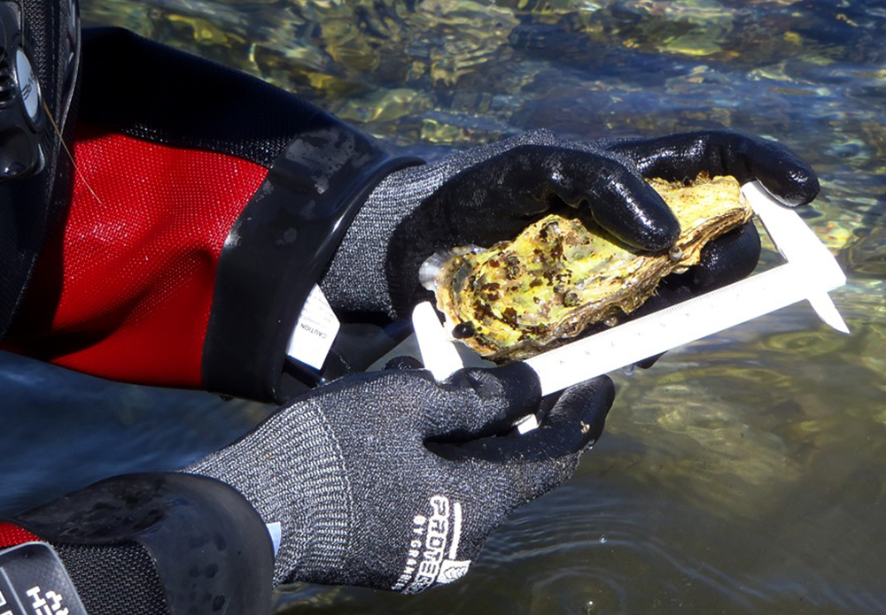 IV.-Existing shellfish species: oysters and mussels