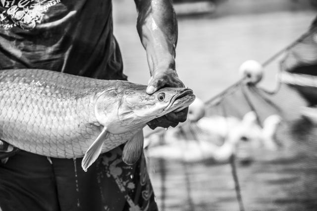 V.-Optimised production of finfish species