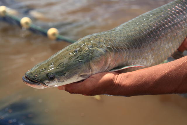 V.-Optimised production of finfish species