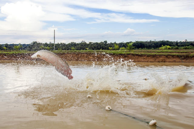V.-Optimised production of finfish species
