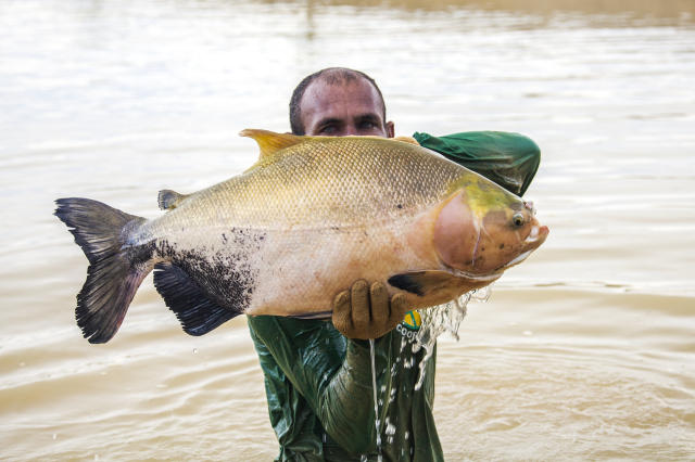 V.-Optimised production of finfish species