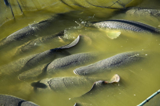 V.-Optimised production of finfish species