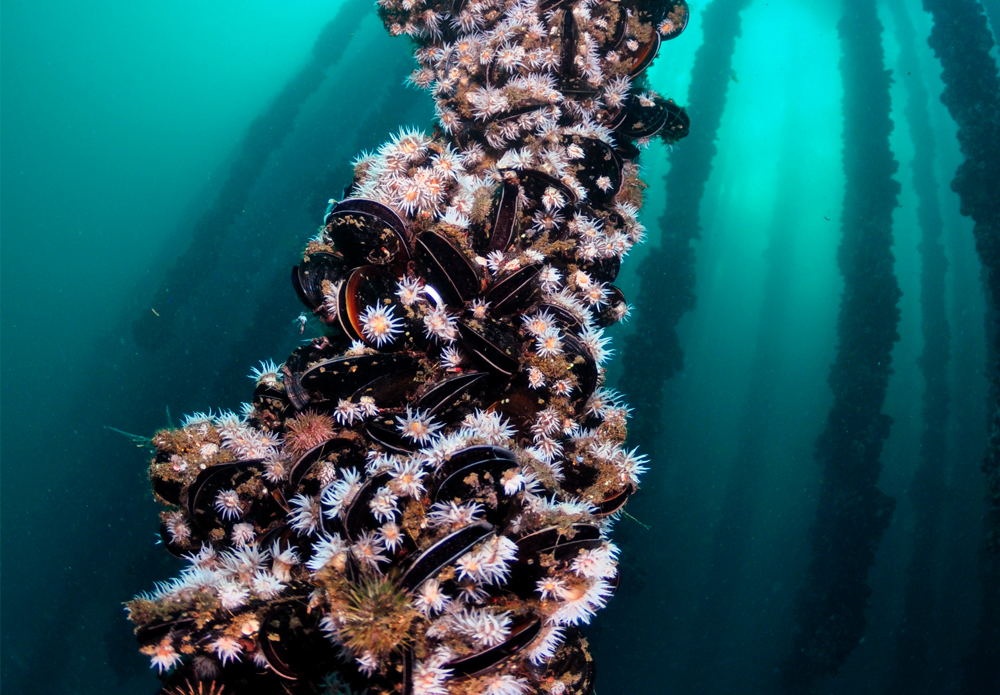 IV.-Existing shellfish species: oysters and mussels