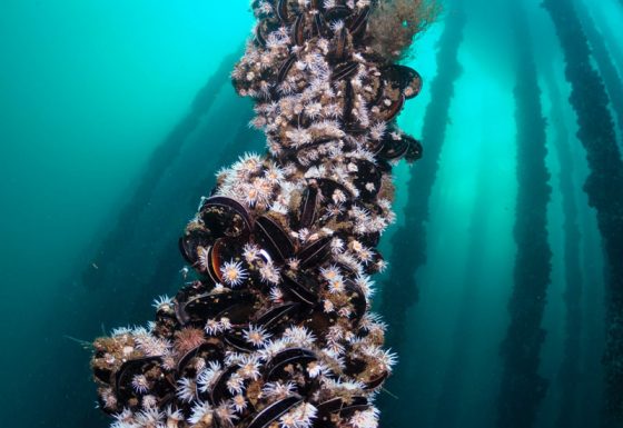 VI.-Cross-cutting issues