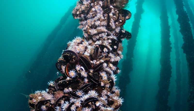 cs12_CSIC_Xose_A._Alvarez_Salgado