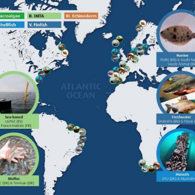 AquaVitae value chains