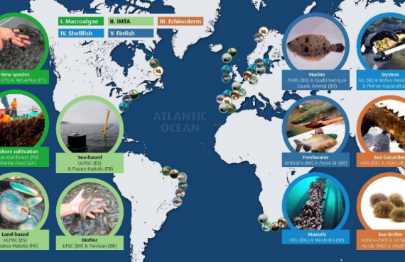 AquaVitae value chains