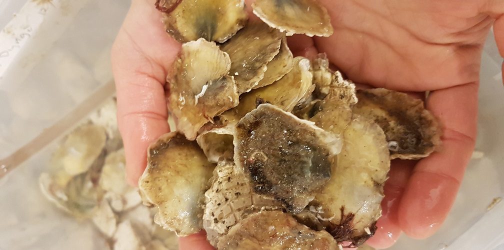 AquaVitae case study on oysters by Dr. Åsa Strand, IVL.