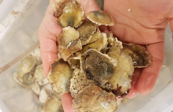 AquaVitae case study on oysters by Dr. Åsa Strand, IVL.