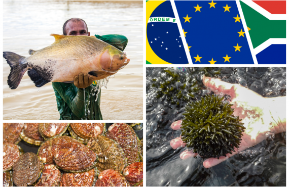 . Photos in collage: Jefferson Cristiano Christofoletti (man with tambaqui), Sylvain Huchette (abalone), ALGAplus (algae).