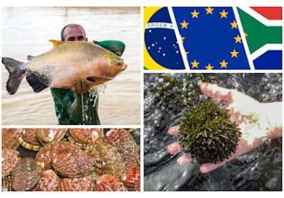 Photos in collage: Jefferson Cristiano Christofoletti (man with tambaqui), Sylvain Huchette (abalone), ALGAplus (algae).