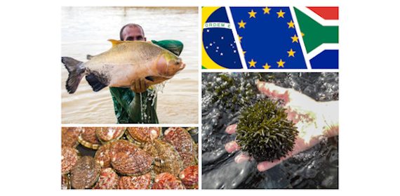 Photos in collage: Jefferson Cristiano Christofoletti (man with tambaqui), Sylvain Huchette (abalone), ALGAplus (algae).