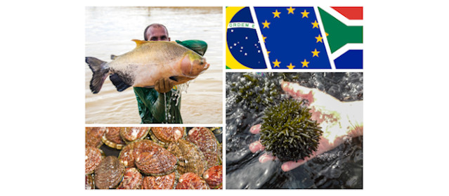 Photos in collage: Jefferson Cristiano Christofoletti (man with tambaqui), Sylvain Huchette (abalone), ALGAplus (algae).