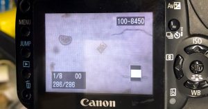 Blue Mussel larvae (D larvae) at Cartron Point Shellfish. Photo by Colin Hannon.