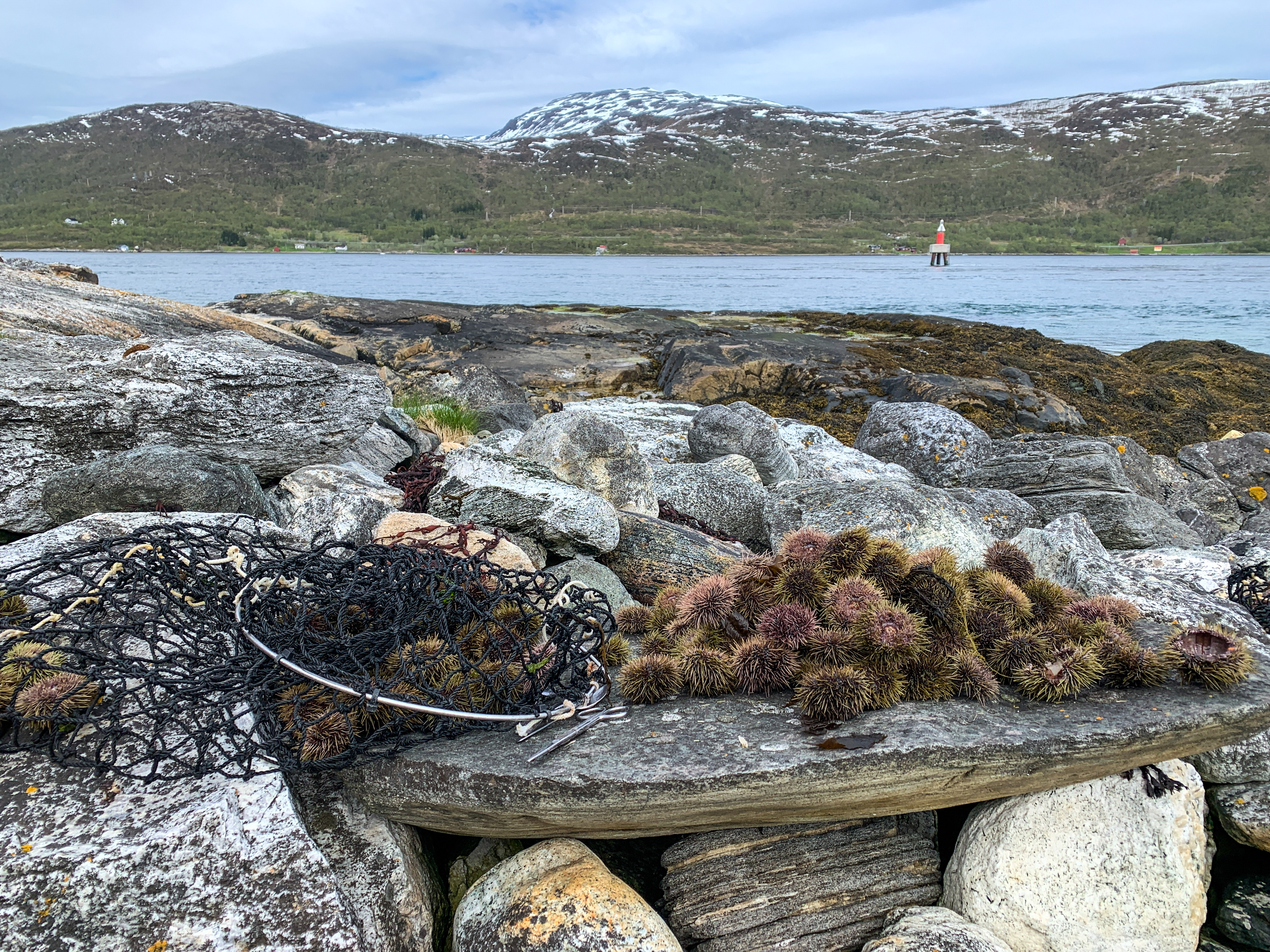 Sea urchins outside Tromsø (Norway). Photo: Emil Bremnes / Nofima.