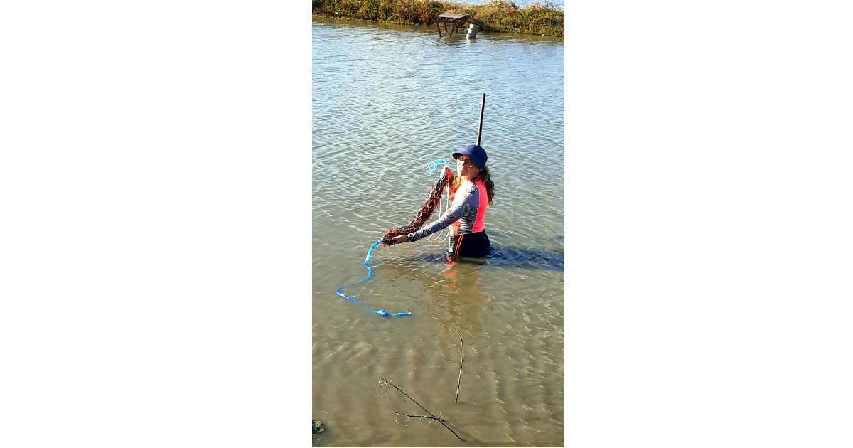 Introduction of macroalgae in Primar’s ponds, for AquaVitae work on pond-based IMTA. Photo credit: Marcia Kafensztok.