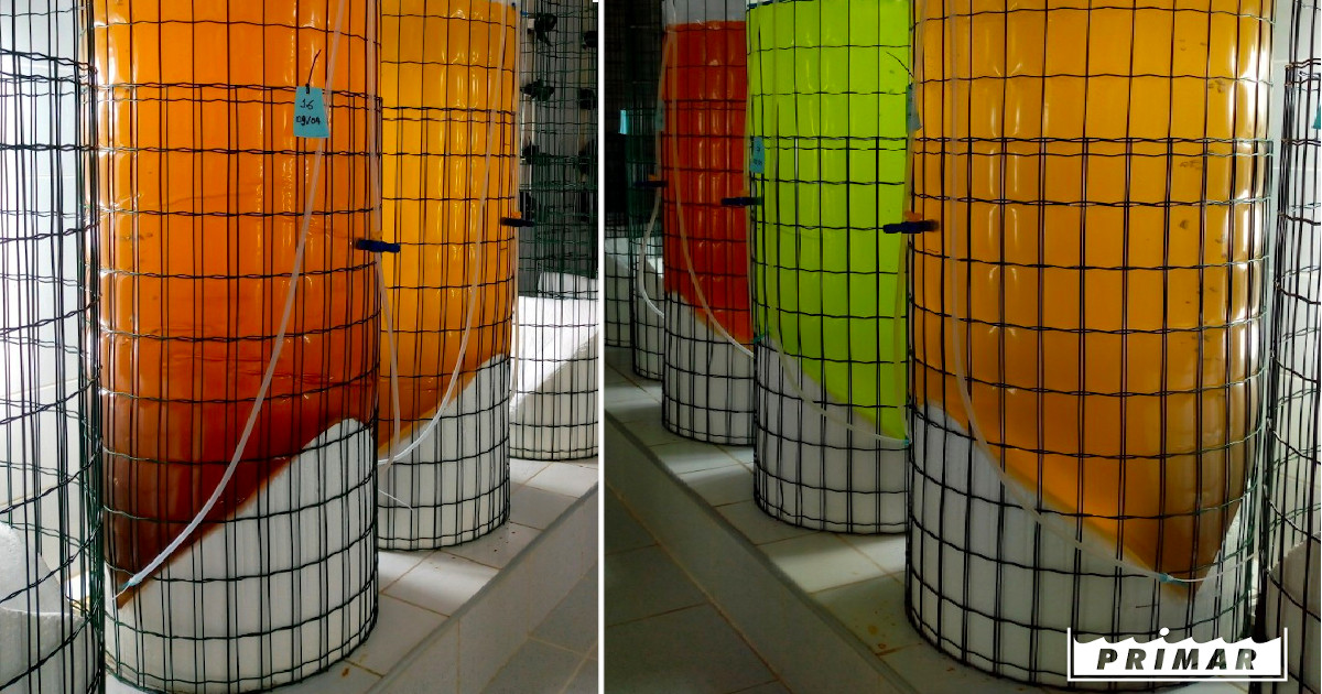 First growth test with the native microalgae on 300 litres bags at Primar´s hatchery. Photo credit: Marcia Kafensztok.