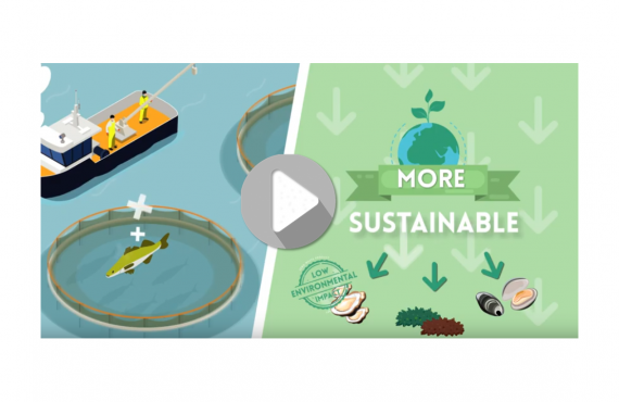 Screenshot from AquaVitae project movie.