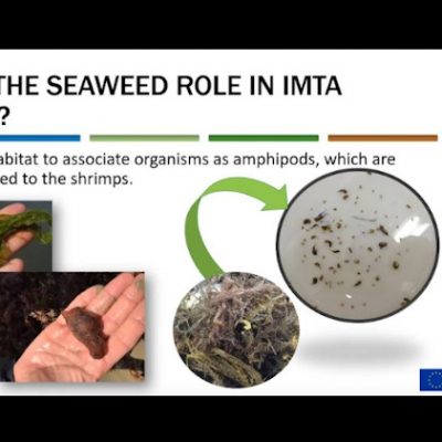 Screenshot of the first AquaVitae webinar on the Seaweed role in IMTA systems.