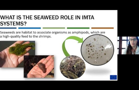 Screenshot of the first AquaVitae webinar on the Seaweed role in IMTA systems.
