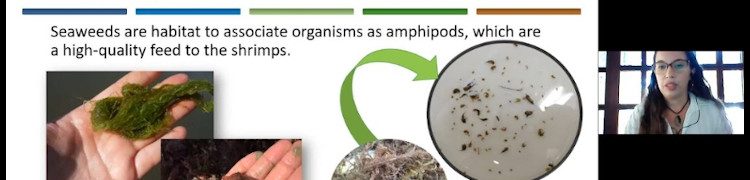 Screenshot of the first AquaVitae webinar on the Seaweed role in IMTA systems.
