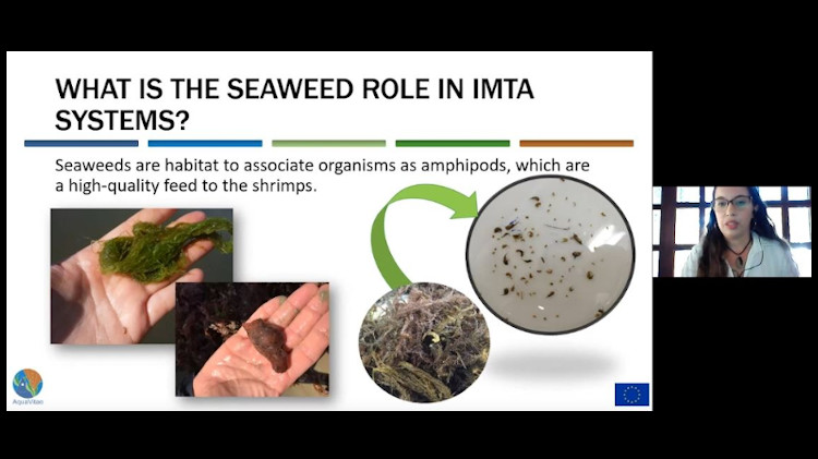 Screenshot of the first AquaVitae webinar on the Seaweed role in IMTA systems.