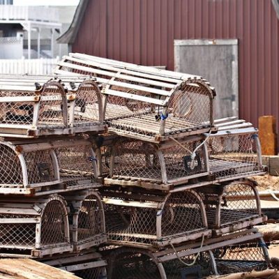 Loster traps in the US, by Martin Cathrae.