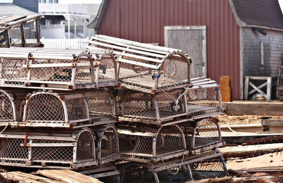 Loster traps in the US, by Martin Cathrae.