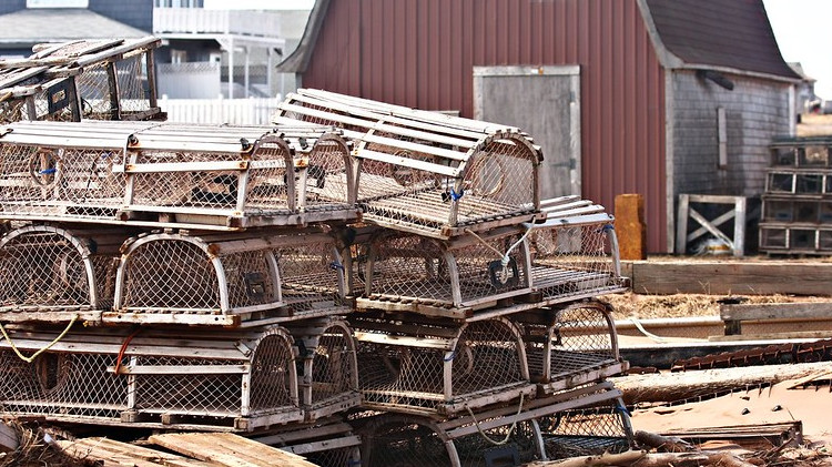 Loster traps in the US, by Martin Cathrae.