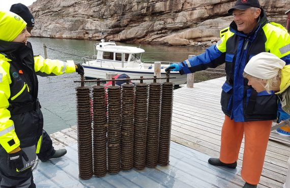 Field work on oysters by IVL team focused on native oyster production. Photo: Åsa Strand