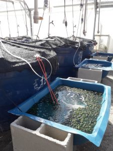 Experimental set up used for the cultivation of the seaweed Ulva ohnoi under two stocking densities using effluent from a shrimp biofloc rearing tank. Photo by Mateus Aranha Martins.